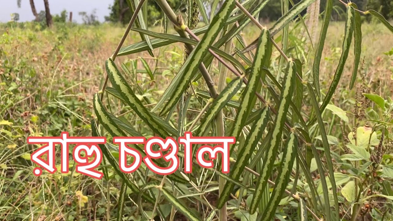 রাহু চাঁড়াল