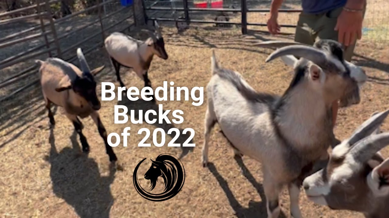 Meet The Breeding Bucks of 2022