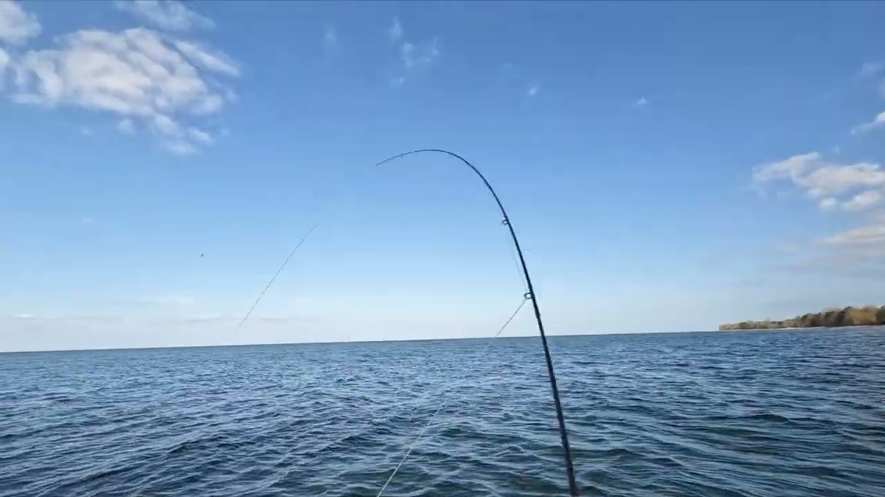 Første hornfisk - næsten:)