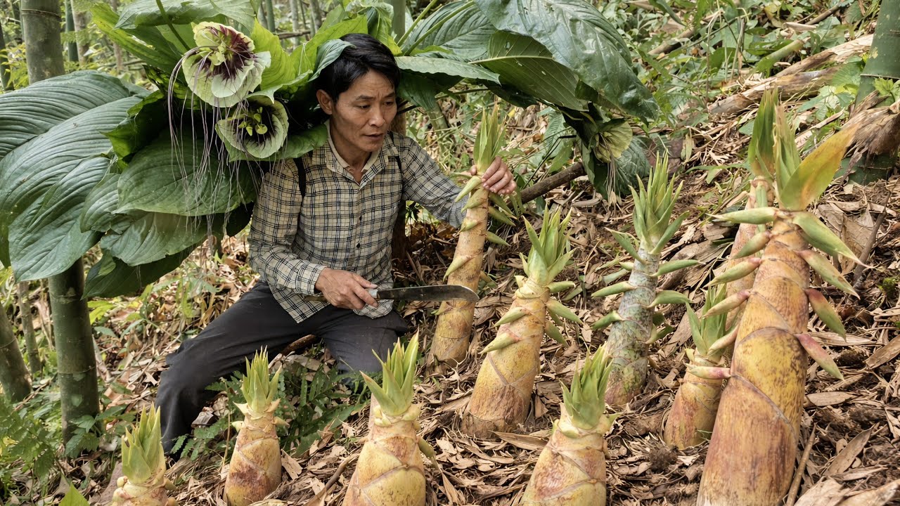 Harvesting mushrooms, wild ginseng, and bamboo shoots | goes to the market to sell | Solo Survival