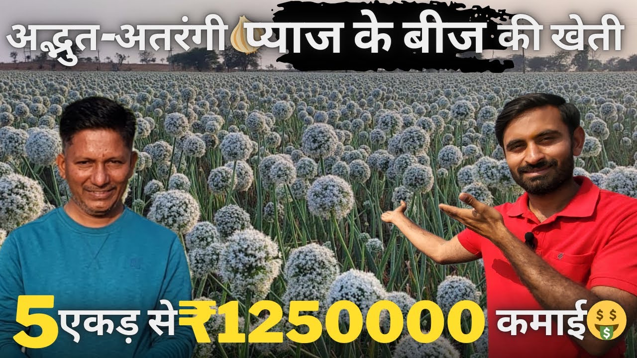 प्याज🧅के बीज की खेती की पूरी जानकारी | onion seed farming in India | pyaj ke beej ki kheti | #onion