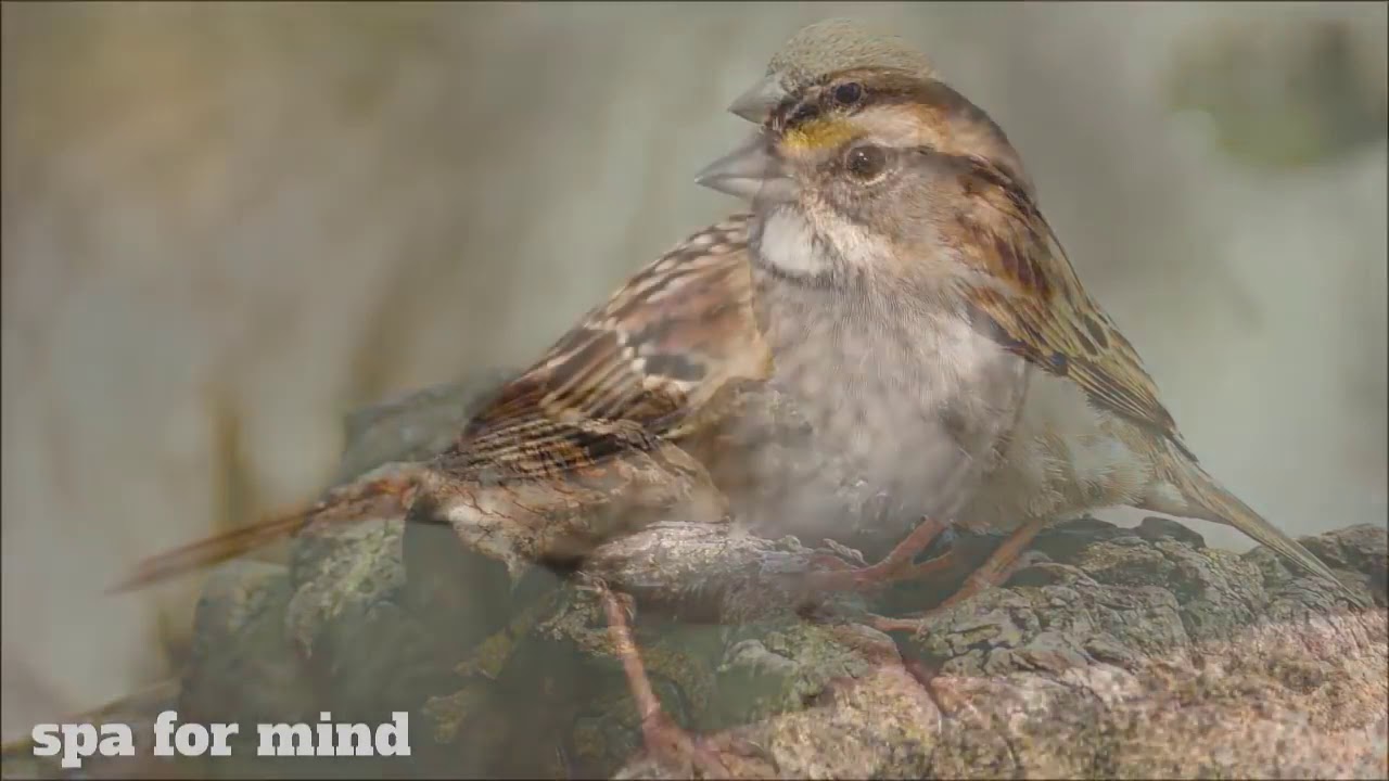 3 ore de sunet si cantece de vrabii, pasari ciripind in parc