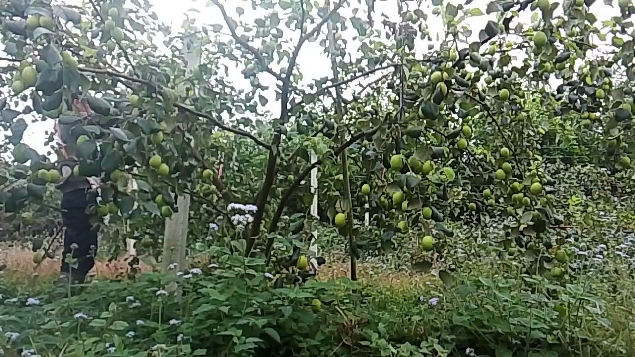 A Lush Fruit Orchard in the Countryside