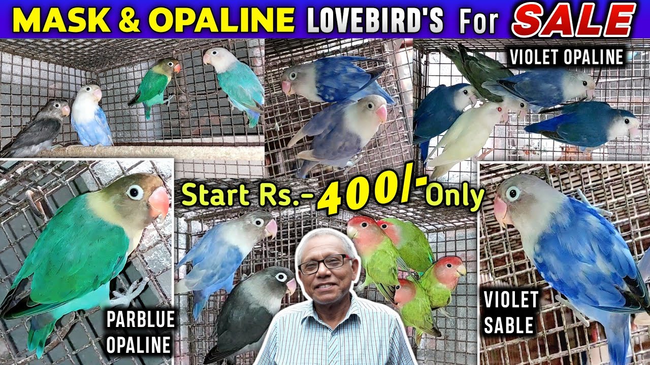 Lovebird Sale In Kolkata | Parblue/Violet Sable/Violet Mask Pied/Mauve Mask/Rosy Opaline  Bird Sale