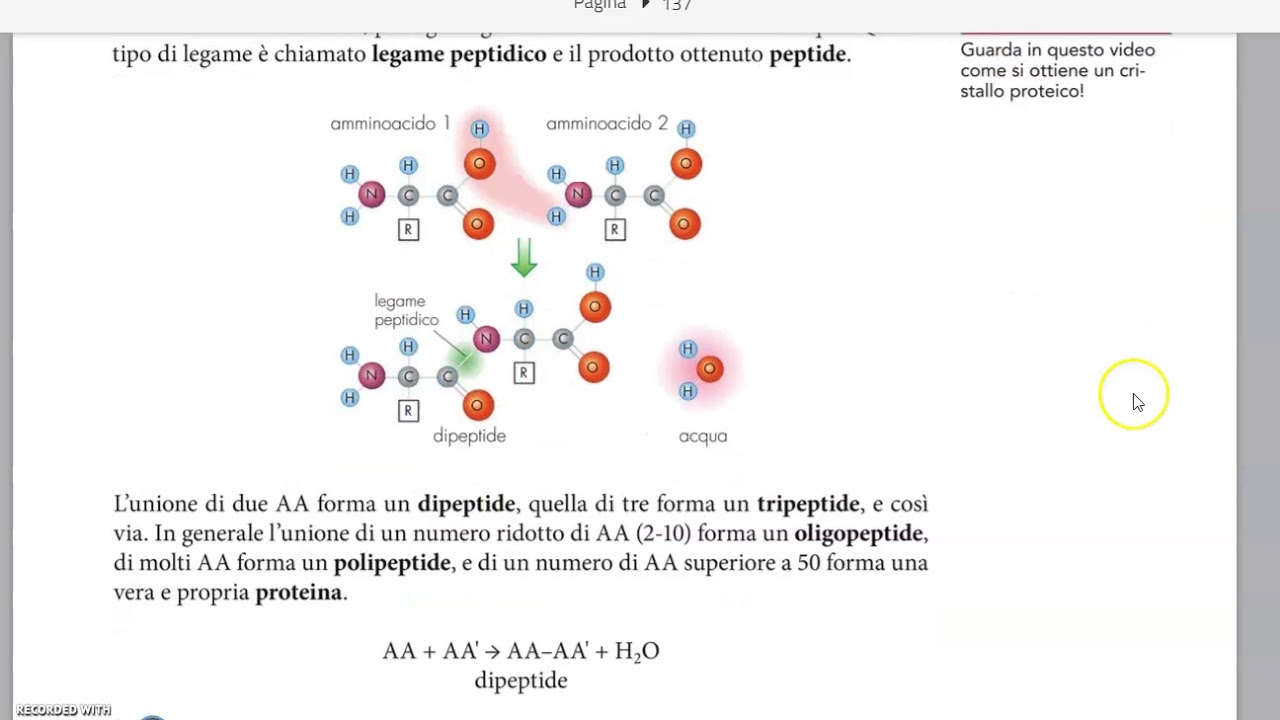 Legame peptidico