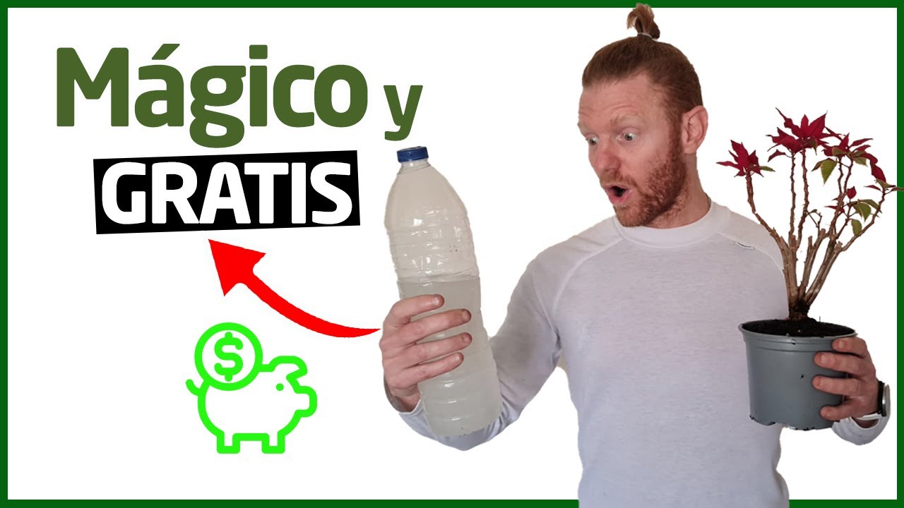 El ABONO 🍼 Natural Casero que Devolverá la Vida a tu Flor de Pascua 🍂 Gratis y FÁCIL