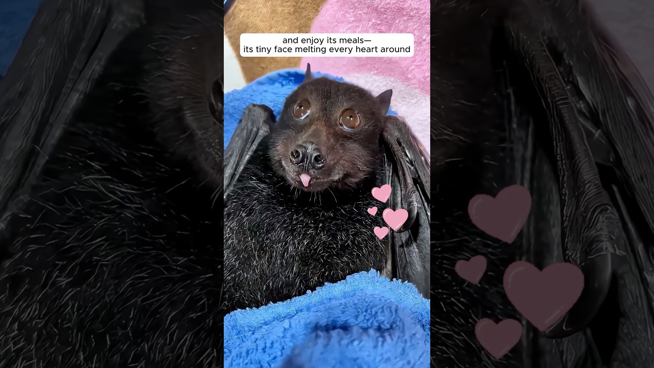 A woman found a flying fox struggling in her pool and then saved it