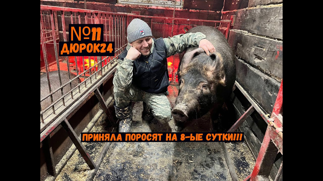 №11 Агрессивная свиноматка всё-таки приняла поросят!