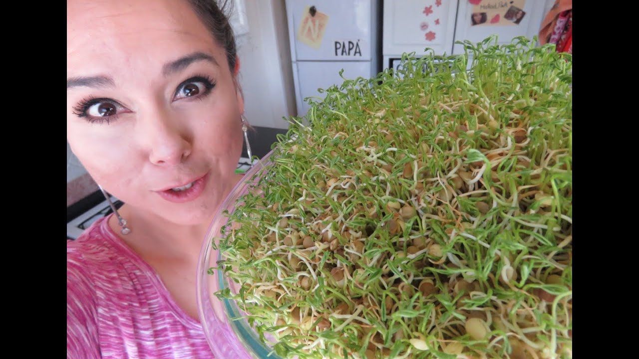 Cómo hacer germinado de lentejas para comer?/Marisolpink