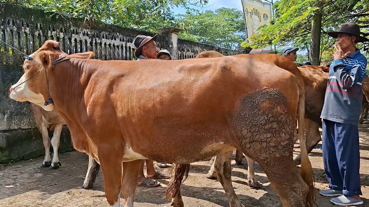 14 juta✅️DARA SUPER SPEK INDUKAN ISTIMEWA||harga murah sepi pembeli||pasar kerek