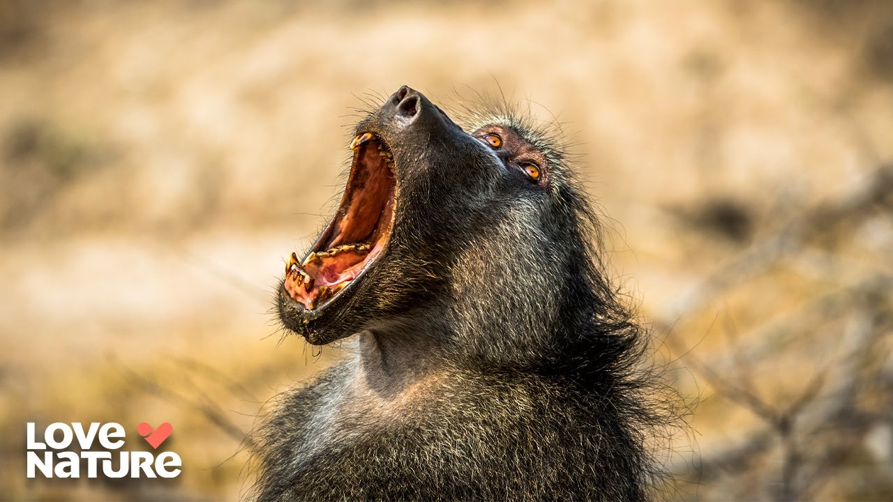 Ethiopia’s Extreme Wildlife: Primates vs Predators | Wildlife Icons 107+108