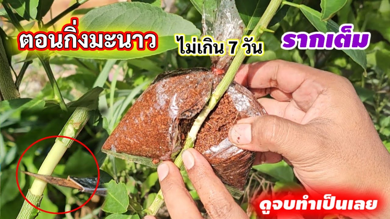 ตอนกิ่งมะนาว ไม่เกิน 7 วัน รากเต็ม