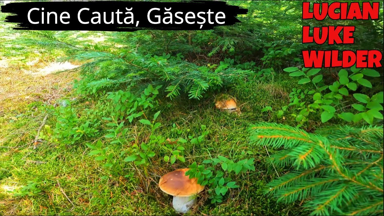 Apuseni – Lacul Beliș Hribi Nevăzuți de Nimeni, Descoperiți Dincolo de Urmele Altora