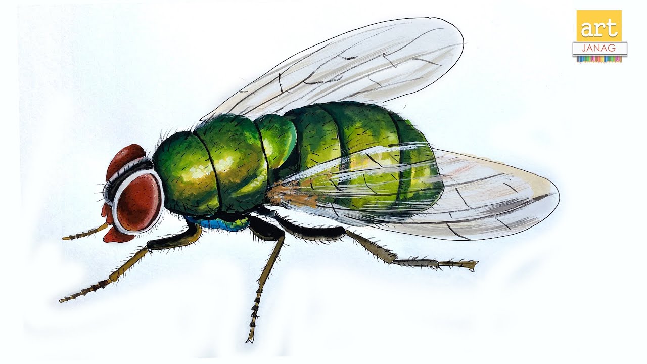 How to draw an Fly II How to Draw Housefly II #artjanag