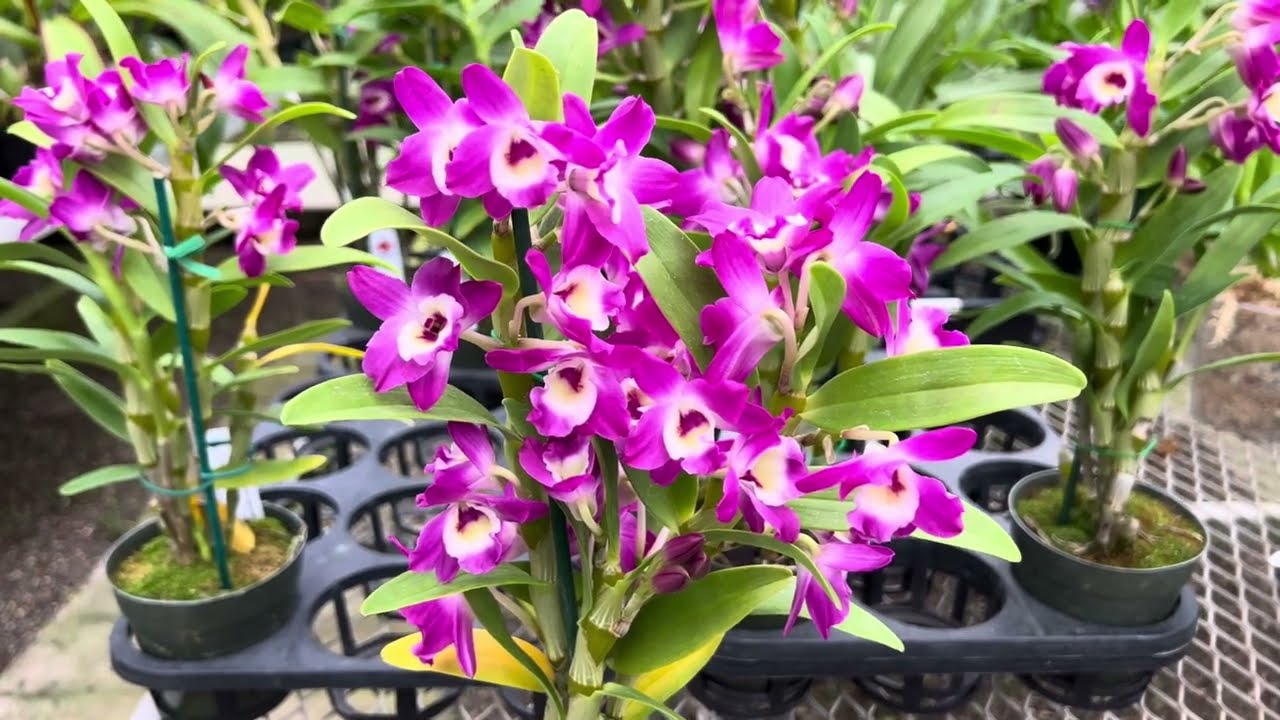 A quick info video about the Nobile Type Dendrobium Country Girl ‘Warabeuta’.
