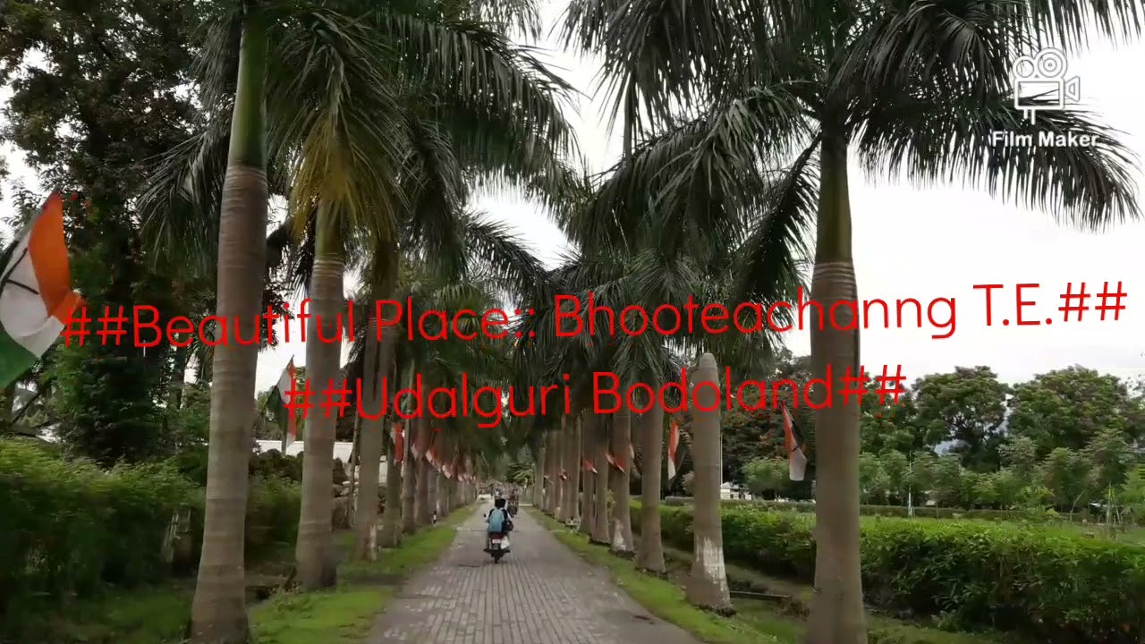 Beautiful Place::Bhooteachang Tea Estate## Udalguri Bodoland
