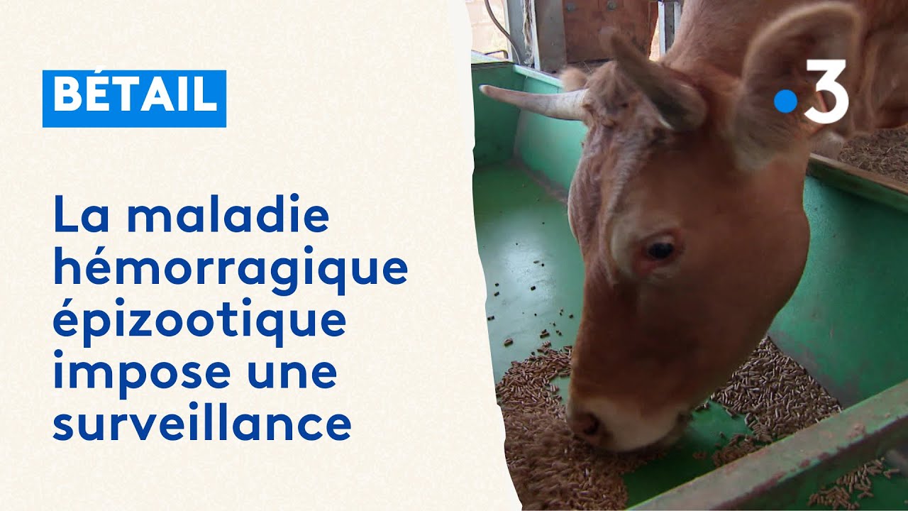 Bétail : la Maladie Hémorragique Epizootique impose une surveillance