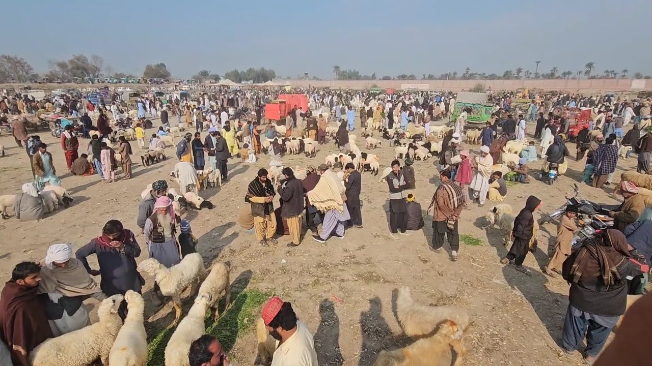 31 تاریخ 2026 کی ڈیرہ غازی خان کی سب سے بڑی بکرا منڈی منڈی کھیل گئی 😭