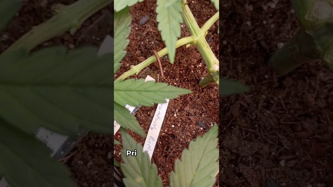 Granddaddy Purple Auto florescente. Dia 01 ao 29 de cultivo.