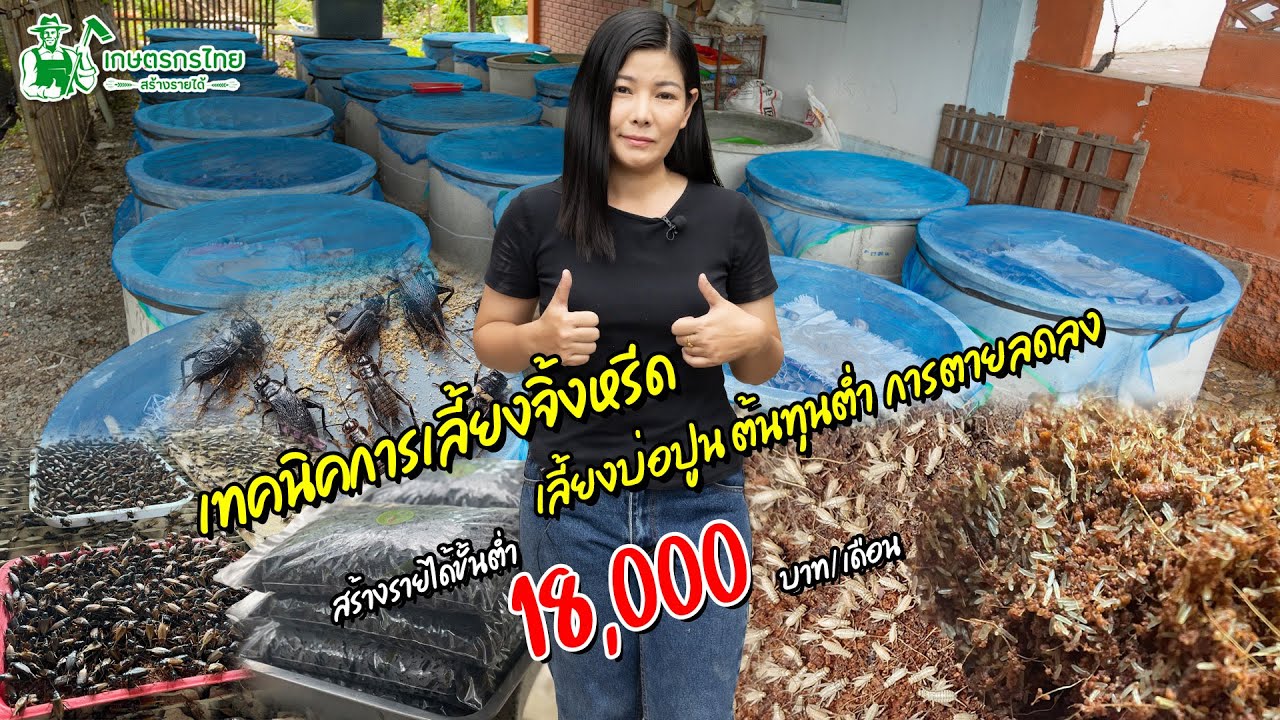 เทคนิคการจิ้งหรีด เลี้ยงง่ายในบ่อปูน สร้างรายได้ขั้นต่ำ 18,000 บาท/เดือน l ชมสวนเกษตรกรไทย Ep272