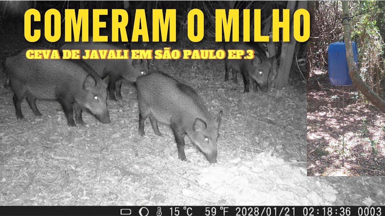 GALÃO DE MILHO NA CEVA E OS PORCOS VOLTARAM! CEVA DE JAVALI EM SÃO PAULO EP.3
