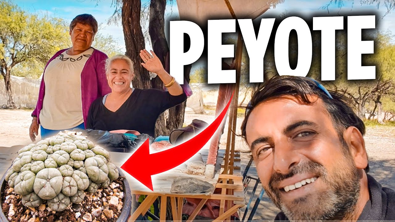Peyoteyi Anavatanında Denedim (Wadley, Meksika) 🇲🇽