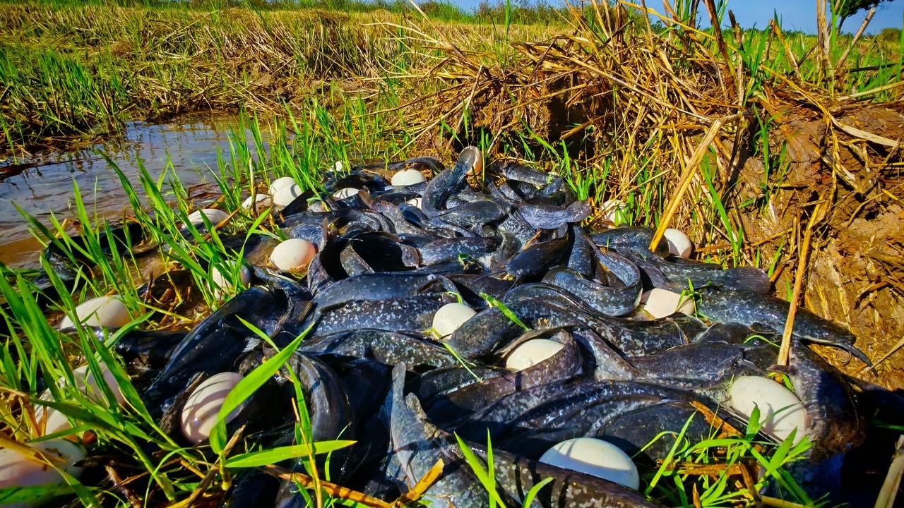 WOW amazing! catch a lot of fish at rice field by best hand a smart boy, top fishing skills