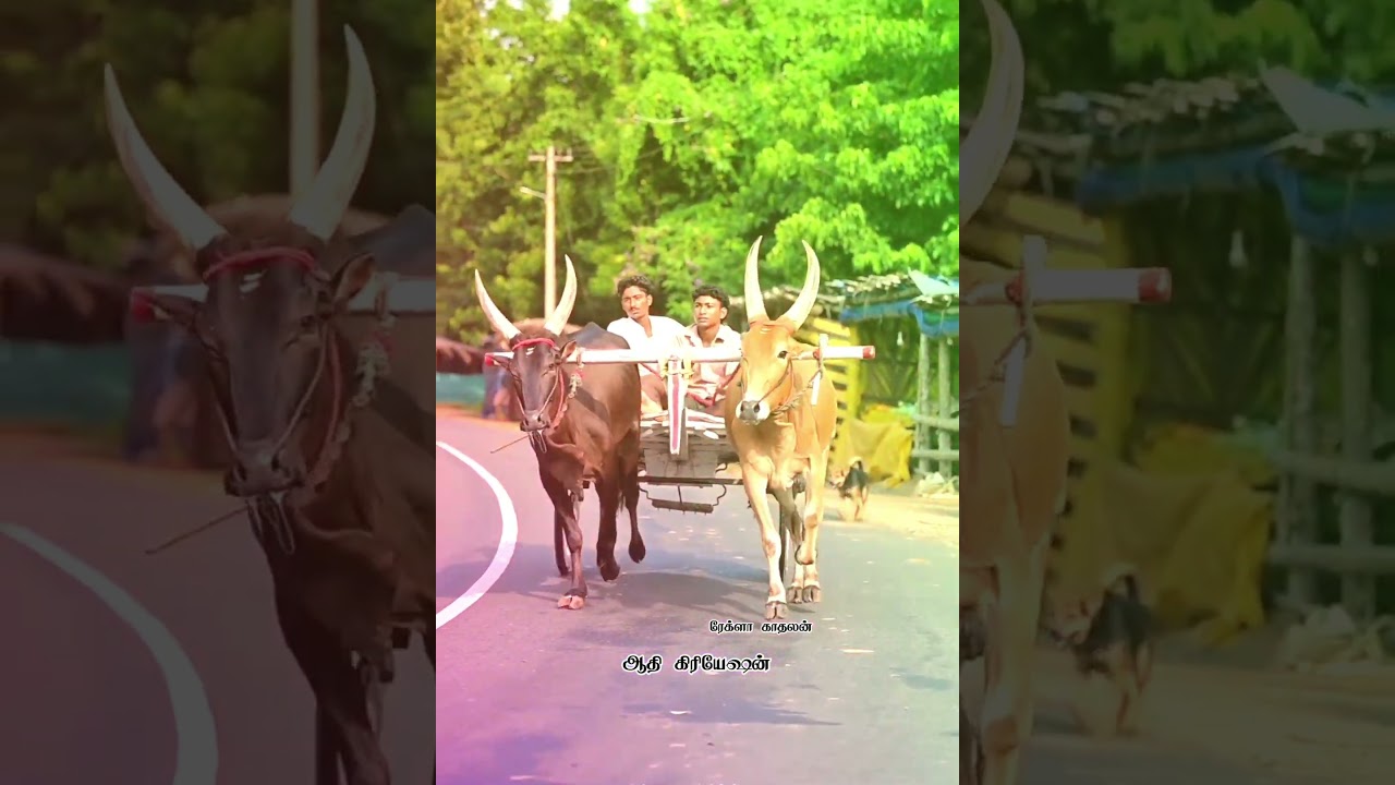 #அழகுடா#jallikattu #amuthamstudio #perai_raj_studio #rekla #skr #tamilsong #love #kerala