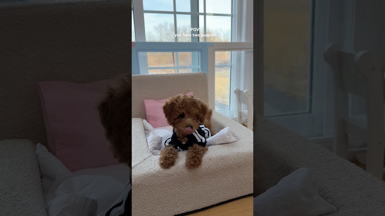 2 puppies&rsquo; apartment upgrade 🐶🐶 #puppy #poodle #puppylife #shorts #funnydog #cutepuppy