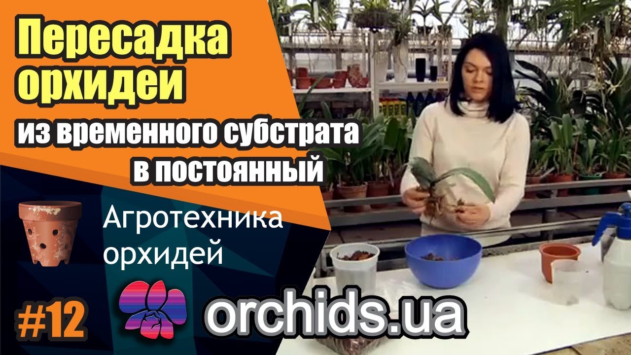 Пересадка орхидеи из временного субстрата в постоянный. Посадка орхидеи на блок.