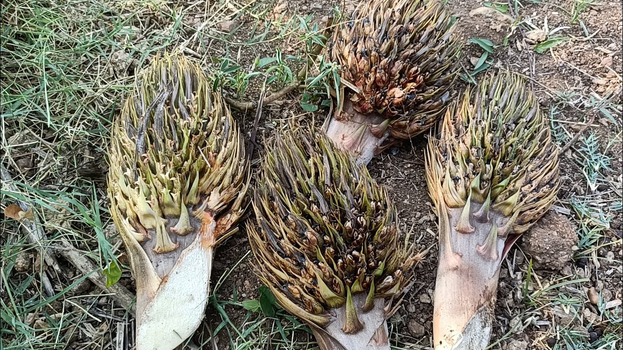 ముదిరిన పామాయిలు గేలాలు #farming #agriculture #oilfam #palm oil