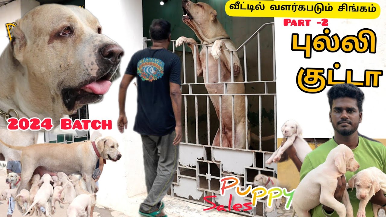 பஞ்சாபில் இருந்து தமிழ்நாட்டுக்கு புள்ளி குட்டா நாய்கள்💢 bully kutta dog 💢puppy sales 