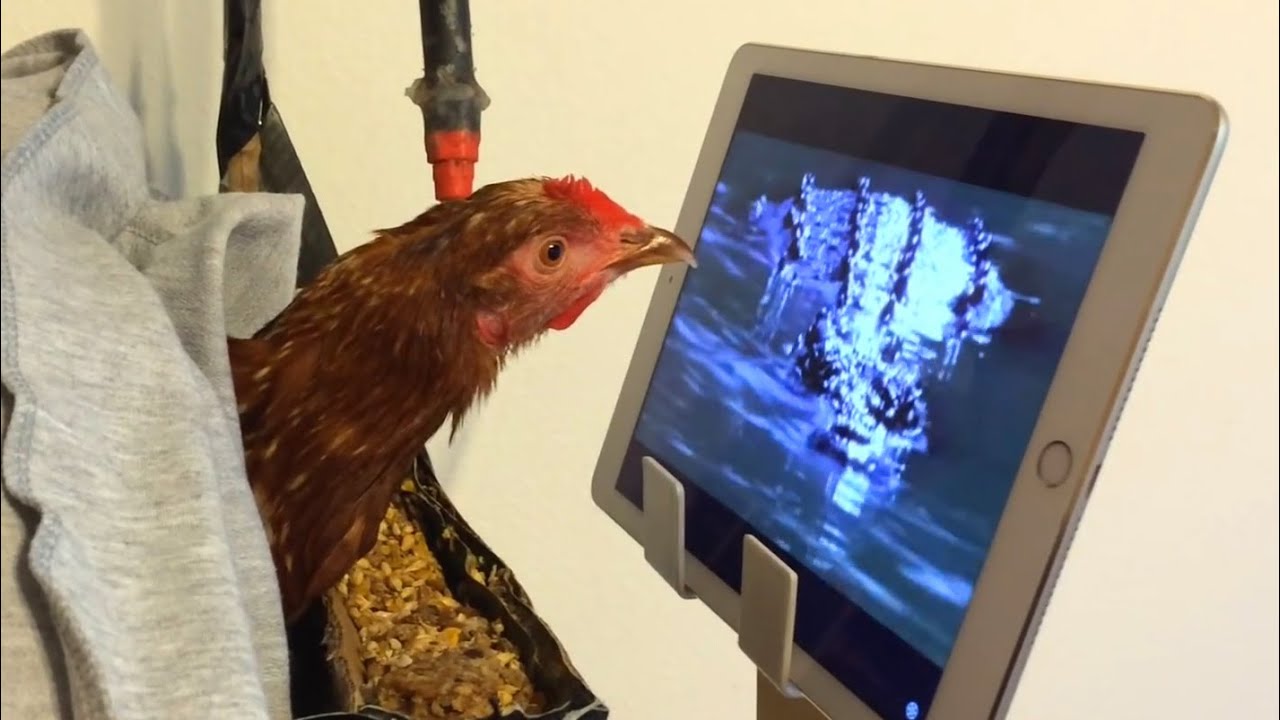 The Amazing Character of Chickens