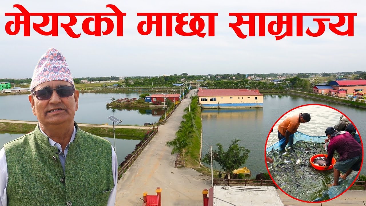 मेयरको माछा साम्राज्य ।  Biggest fish farming space in Jhapa