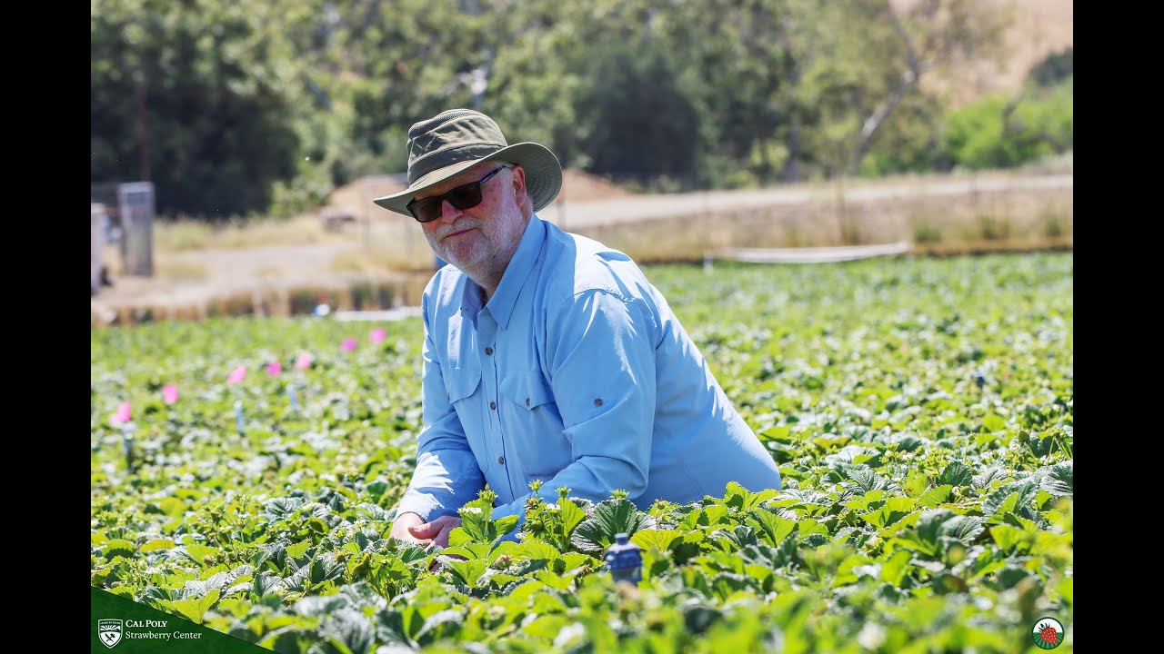 Researching solutions to major issues in strawberry production: A 25-year journey, Dan Legard, CSC