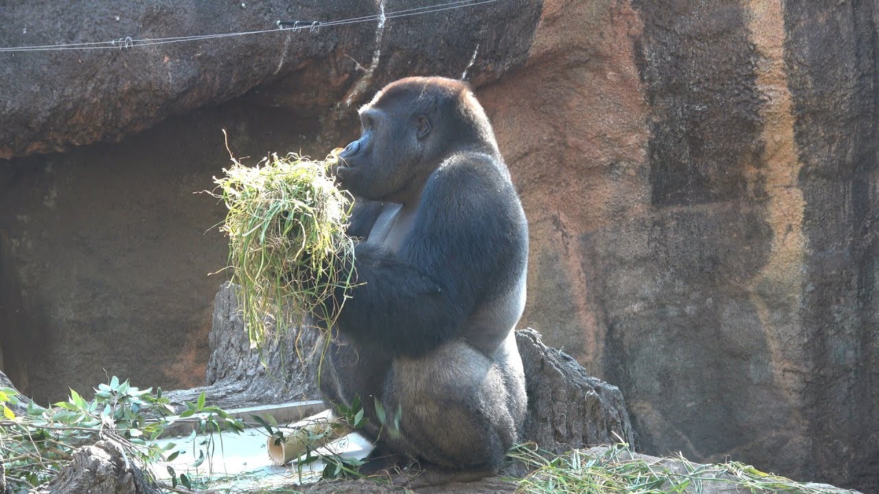 ゲンタロウ🦍　庭の餌を全部独り占め😋　ゴリラ　【上野動物園】　2026年1月16日