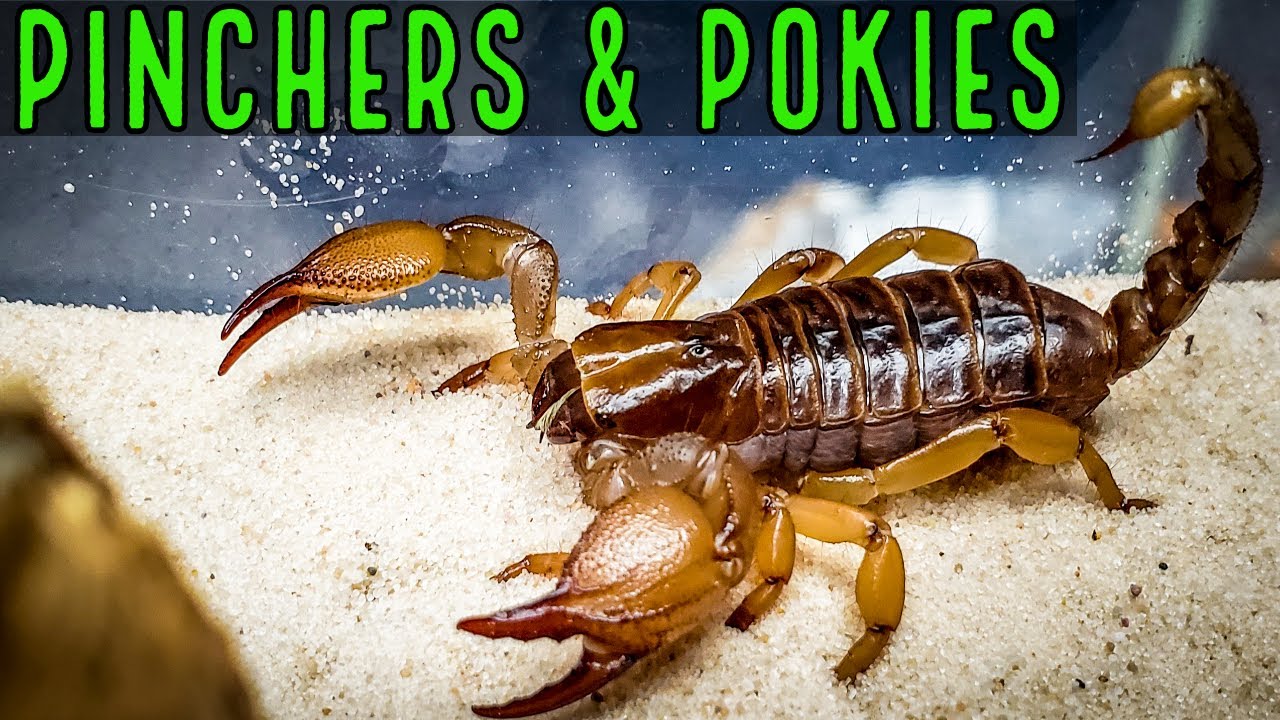 Scorpion Unboxing from Pinchers & Pokies - Patreon/YouTube Member Exclusive
