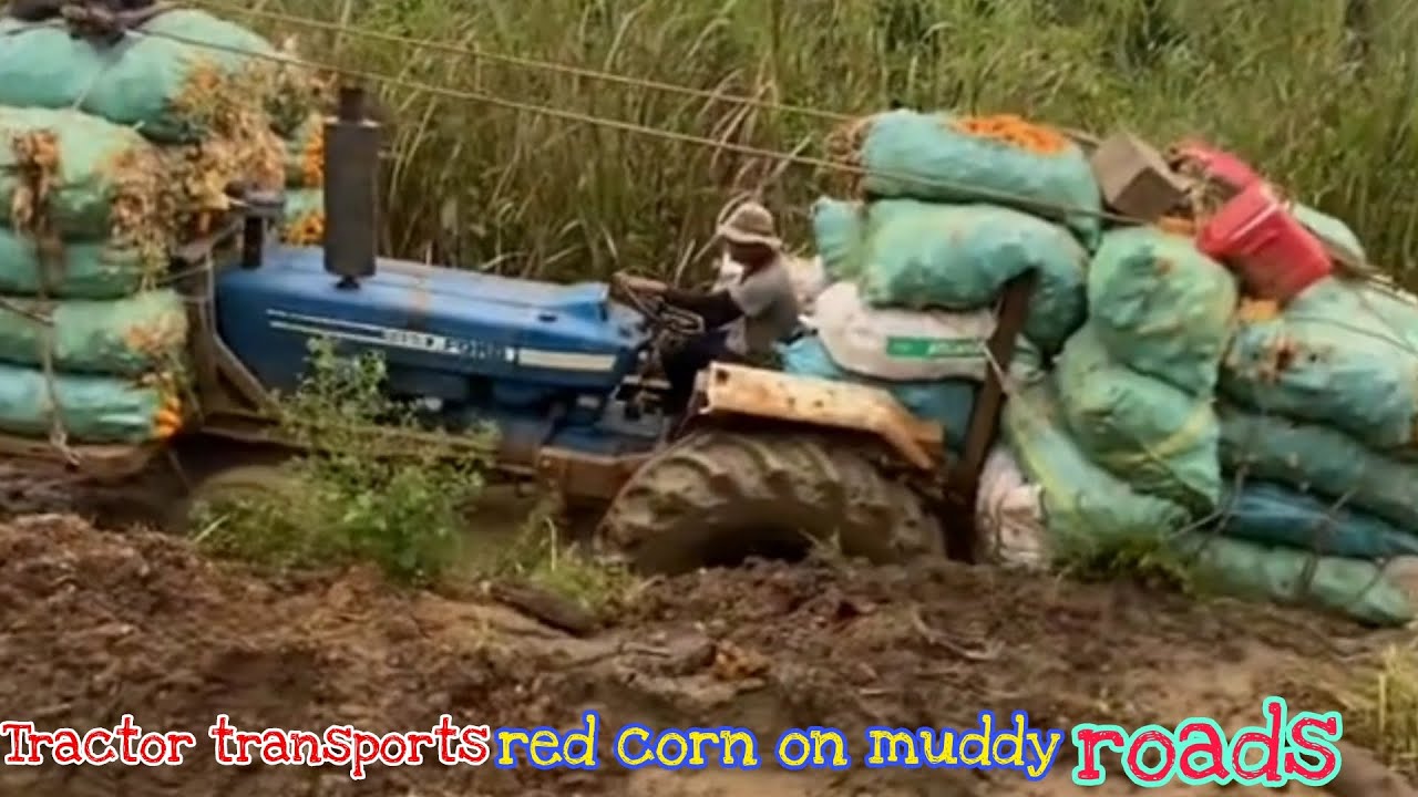 Tractor transports red corn on muddy roads Episode 1