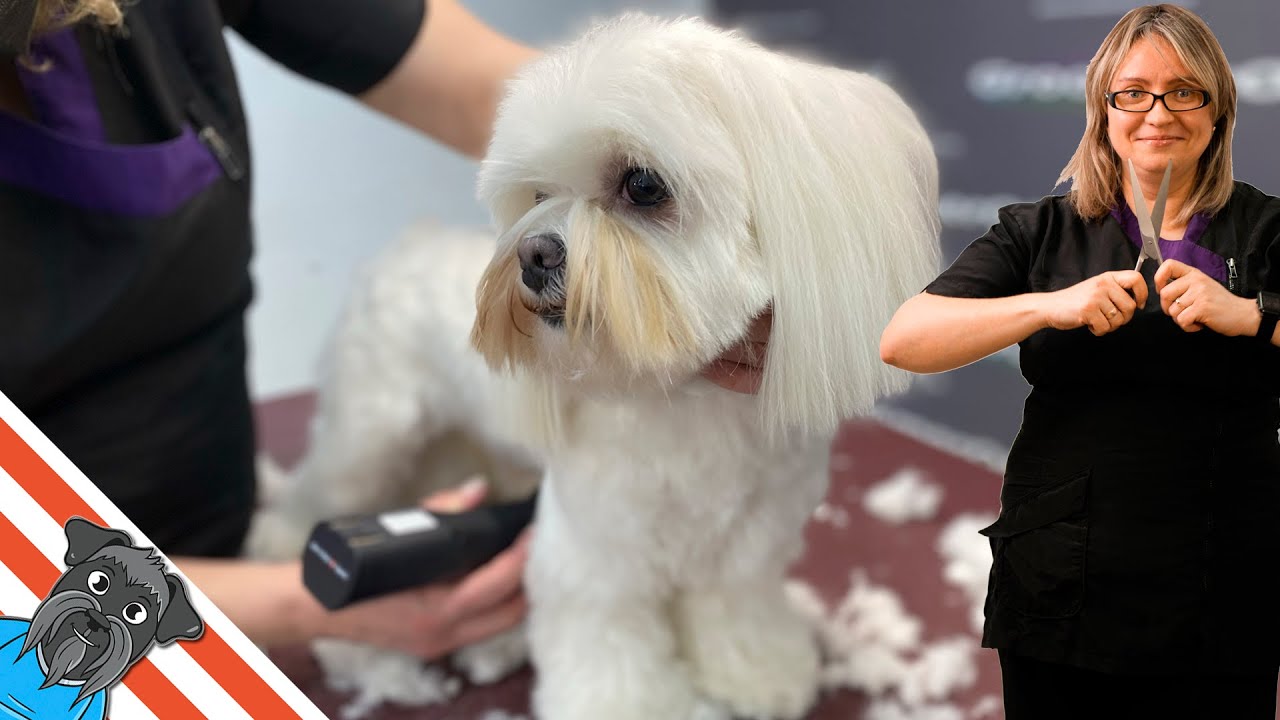 Maltese dog grooming - Step by step groom a Maltese