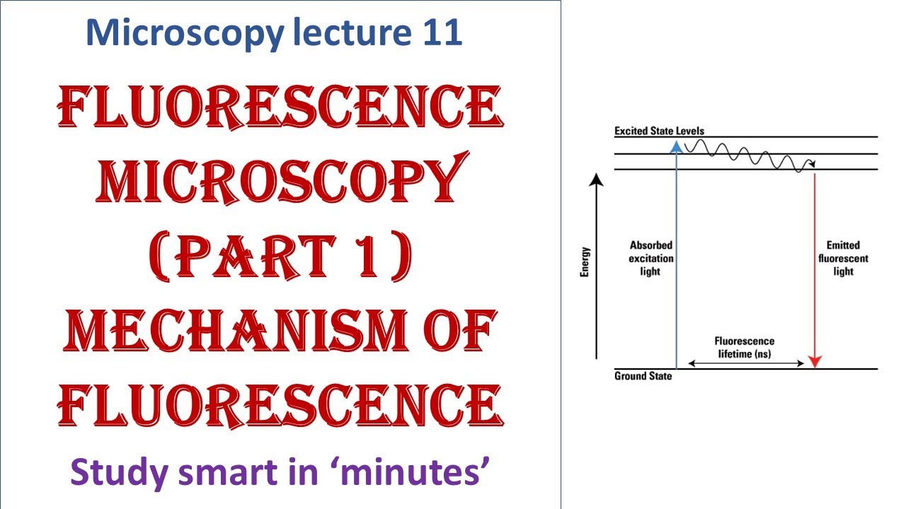 Fluorescence microscopy | Part 1 | Mechanism of fluorescence | Microscopy lecture 11