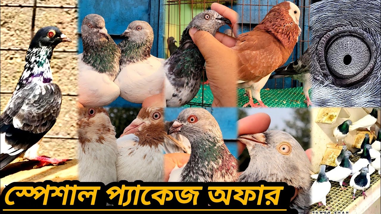 #লাল গড়া,বুদাপেস্ট,সুন্দরী,সবুজ গলা আর্মি, গিরিবাজ কবুতর কিনুন 