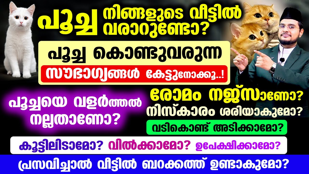 പൂച്ച വീട്ടില്‍ വരാറുണ്ടോ? പൂച്ച കൊണ്ടുവരുന്ന ഈ സൗഭാഗ്യങ്ങള്‍ കേട്ടുനോക്കൂ..!