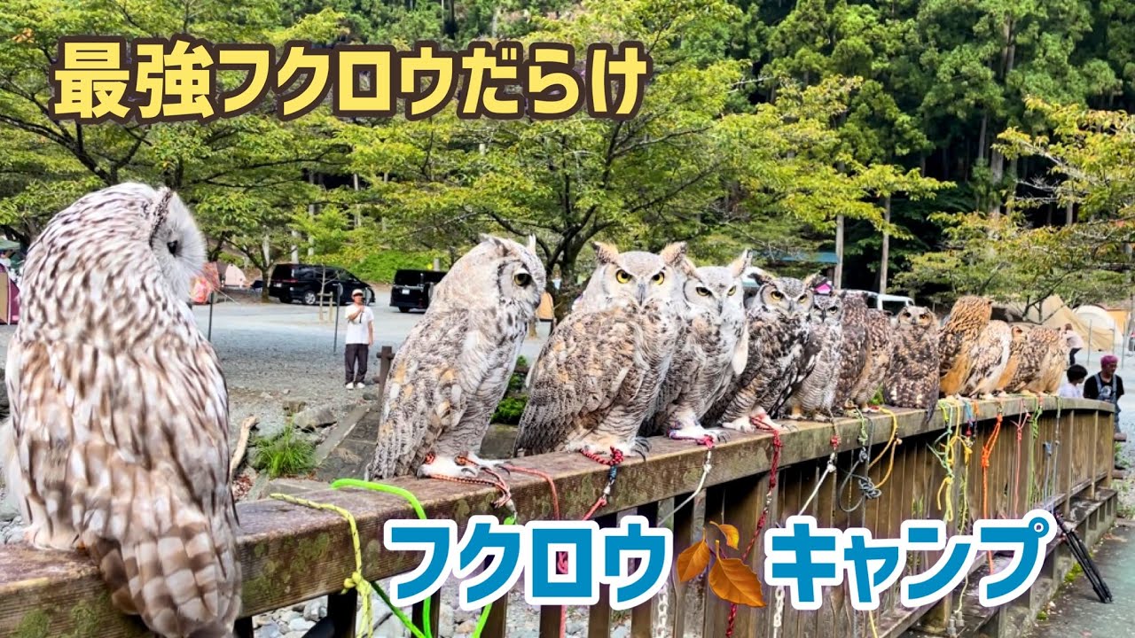最強ワシミミズクばかり集う猛禽キャンプ！