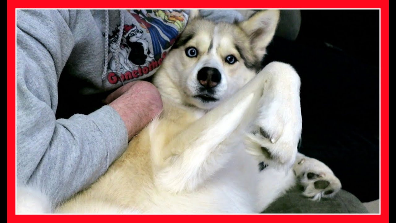 SPICY FOODS and Shelby being Shy!
