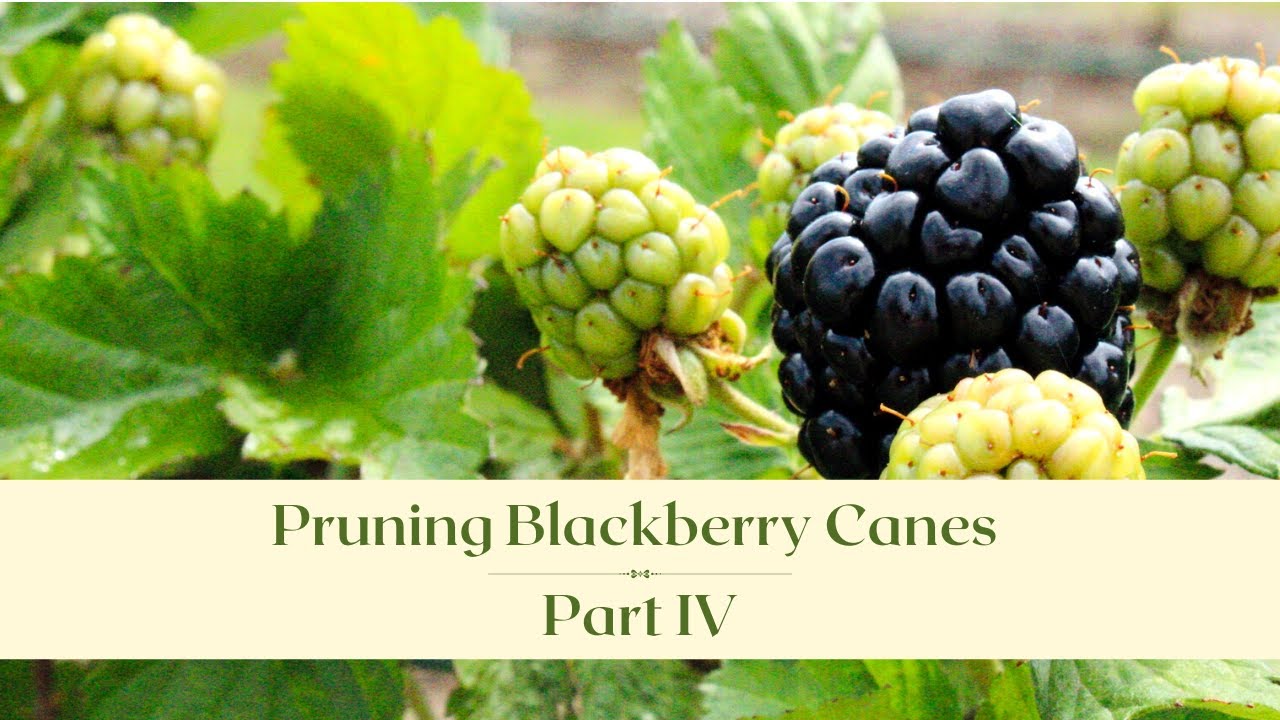 How to Prune BLACKBERRY Canes PART IV I Dr. Arlie Powell I Preparing for harvest