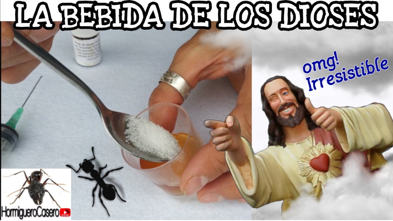 LA BEBIDA DE LOS DIOSES | IRRESISTIBLE cómo hacer aguamiel para tus hormigas