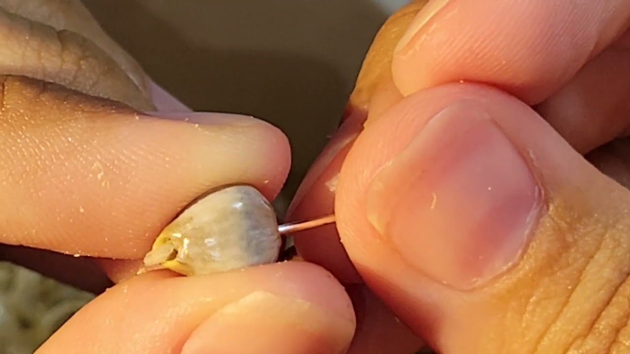 Oddly Satisfying Picking- Job's Tears Cleaning