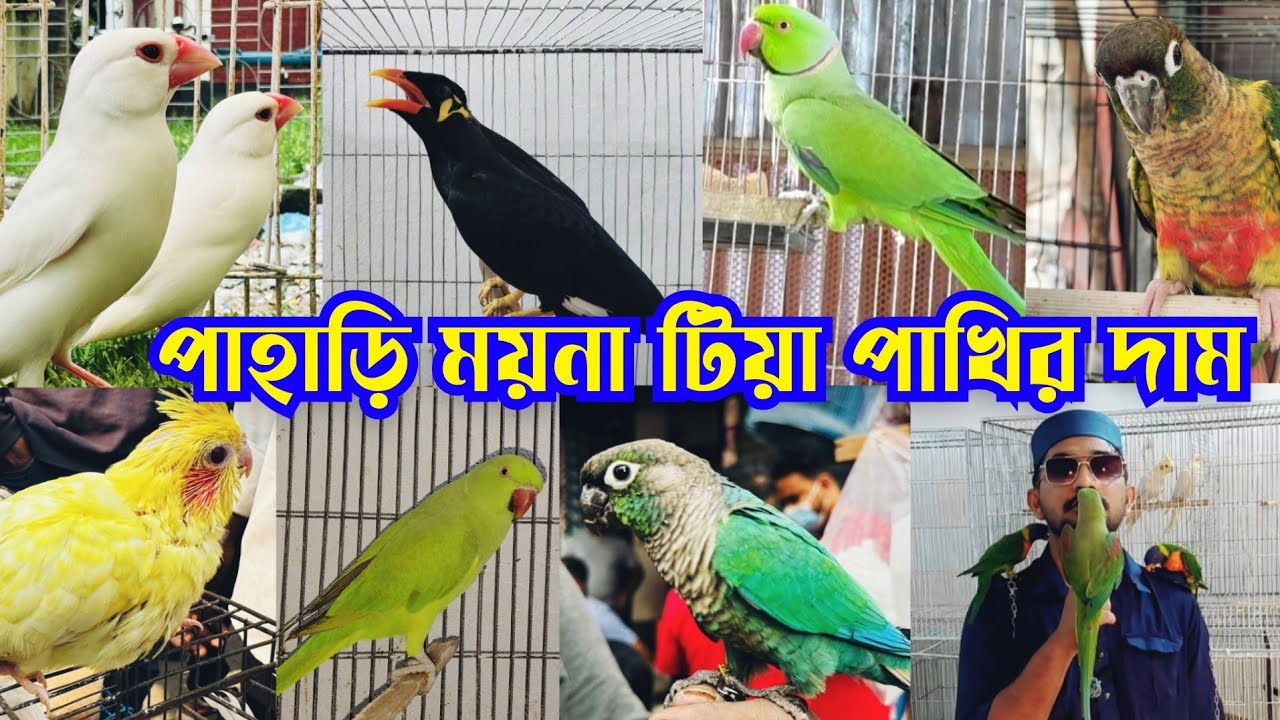 কথা বলা ময়না পাখি || Moyna pakhi kotha bola || Talking bird || Bird market in Bangladesh