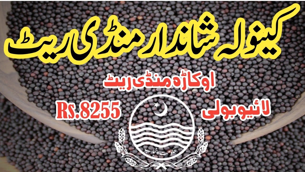 Canola Rate today Rs. 8255 | Canola rate in punjab | Canola farming pakistan 