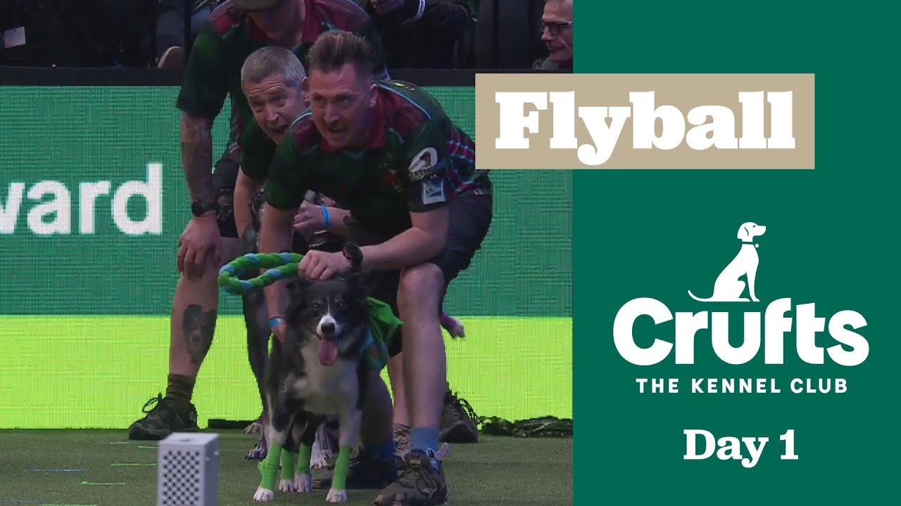 Flyball Team - Last 16 Flyball | Crufts 2025